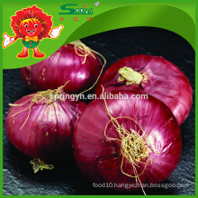 Fresh Red Onions in Mesh Bags at Cheap Price